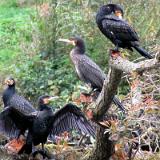 2309K 072 Ruhr viele Kormorane